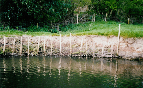 Willow Revetment