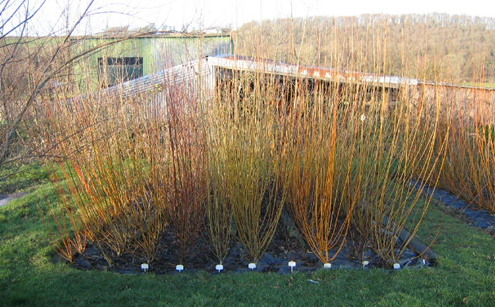 Coloured willow