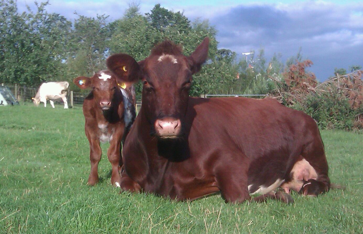 Herd boss Bowden Secret Crumpet with her roan bull calf