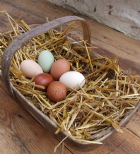 Mixed selection of 6 large fowl hatching eggs
