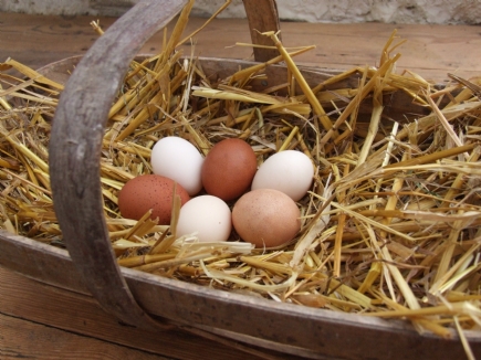 Mixed selection of 6 bantam hatching eggs