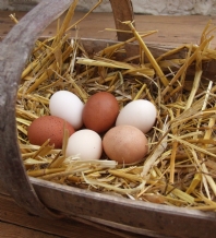 Mixed selection of 6 bantam hatching eggs
